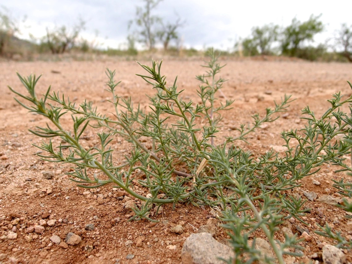 Salsola tragus