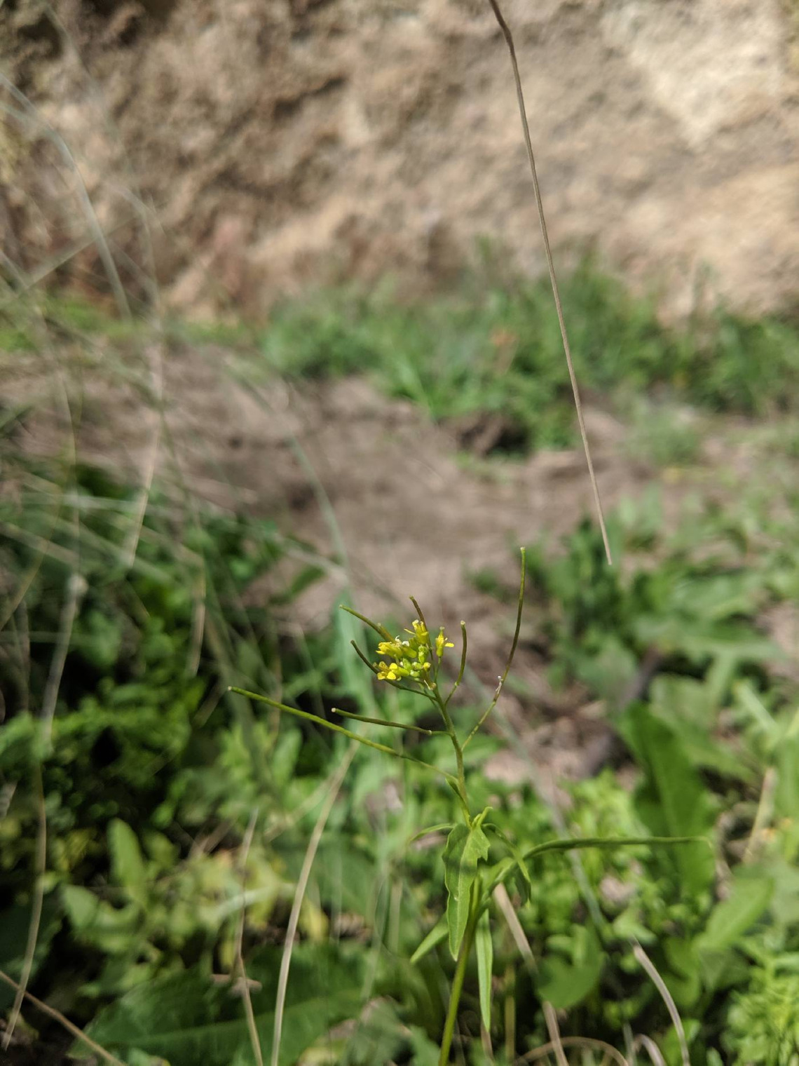 Sisymbrium irio