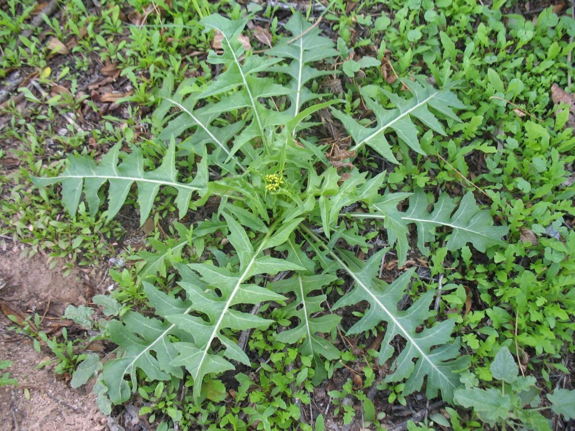 Sisymbrium irio rosette