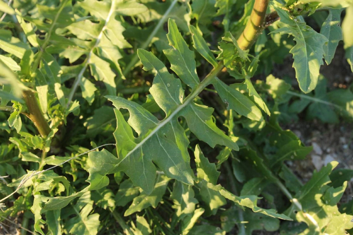 Sisymbrium irio leaves