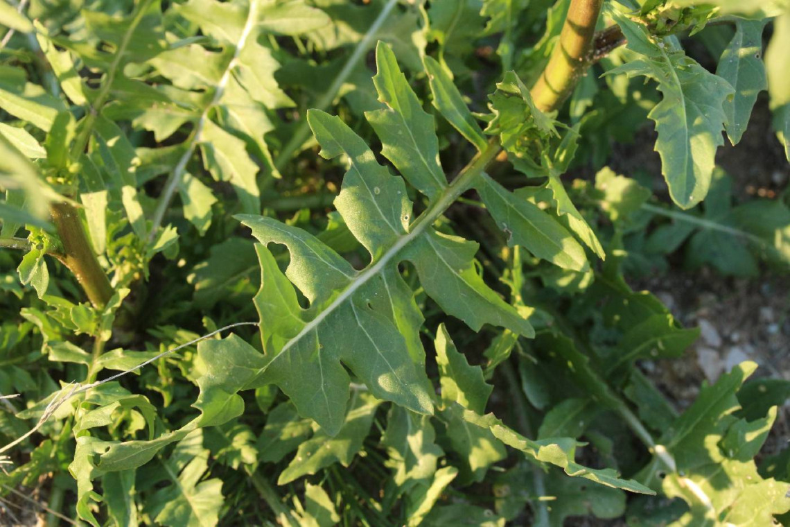 Sisymbrium irio leaves