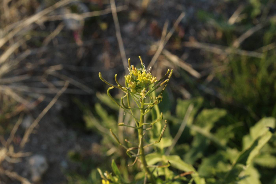 Sisymbrium irio inflorescence