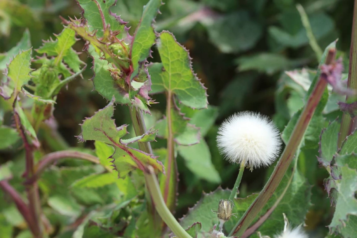 Sonchus oleraceus