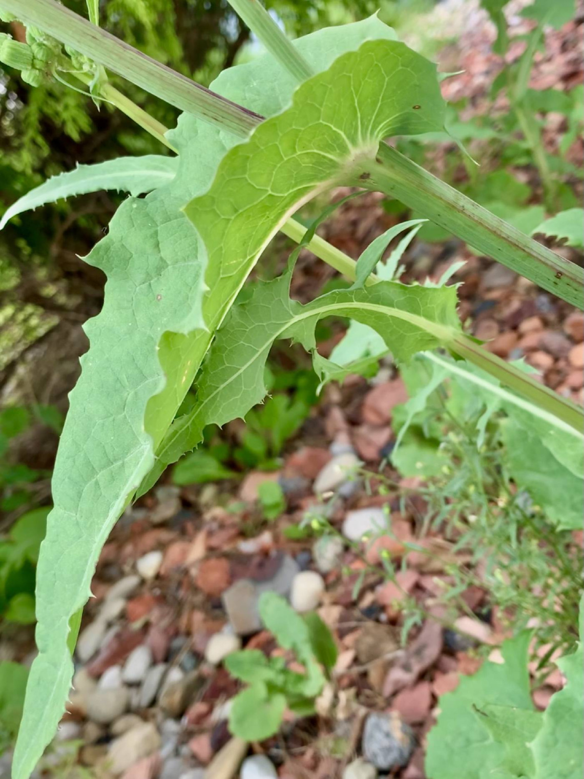 Sonchus oleraceus leaves