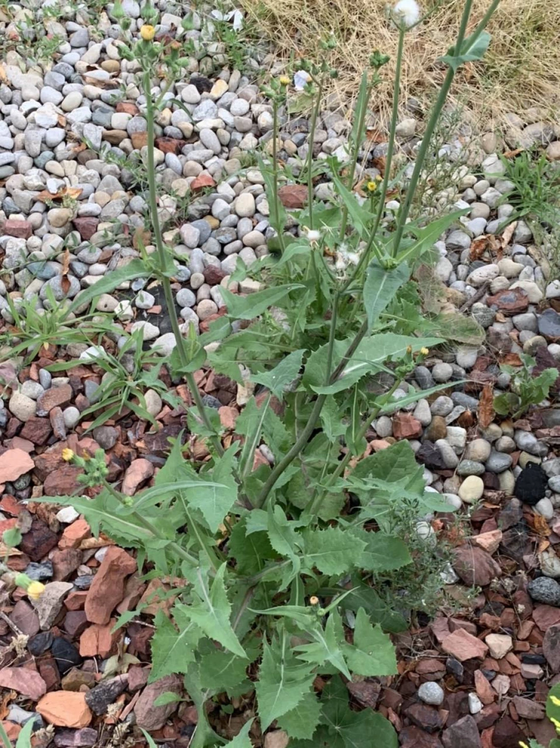 Sonchus oleraceus