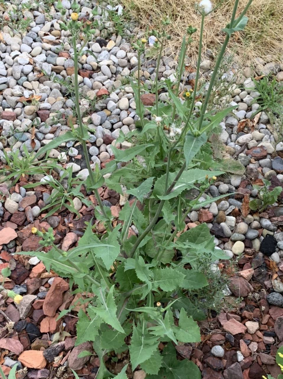 Sonchus oleraceus