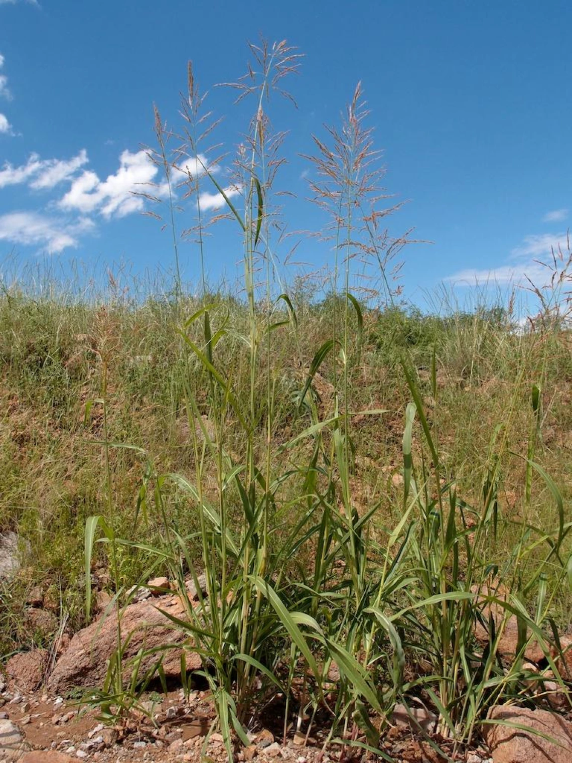 Sorghum halepense