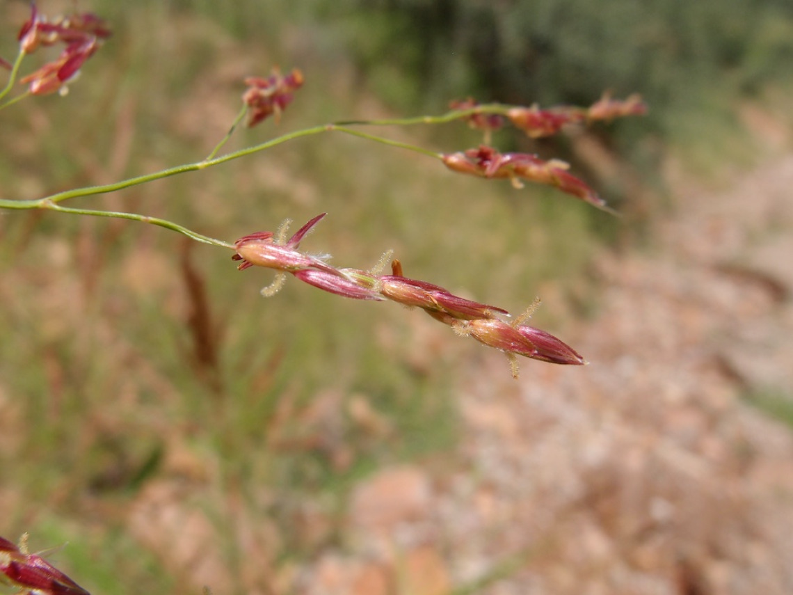 Sorghum halepense