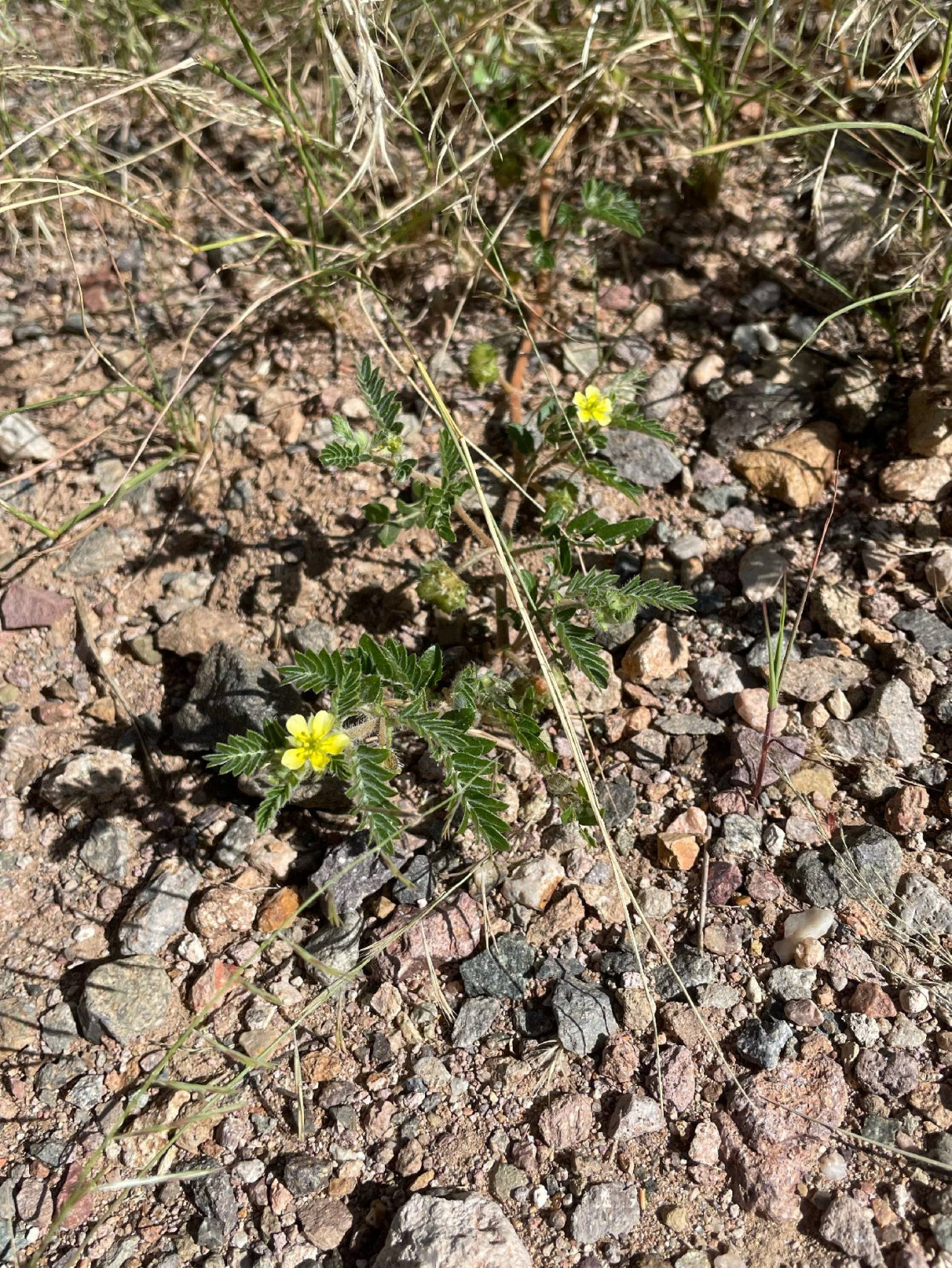 Tribulus terrestris plant