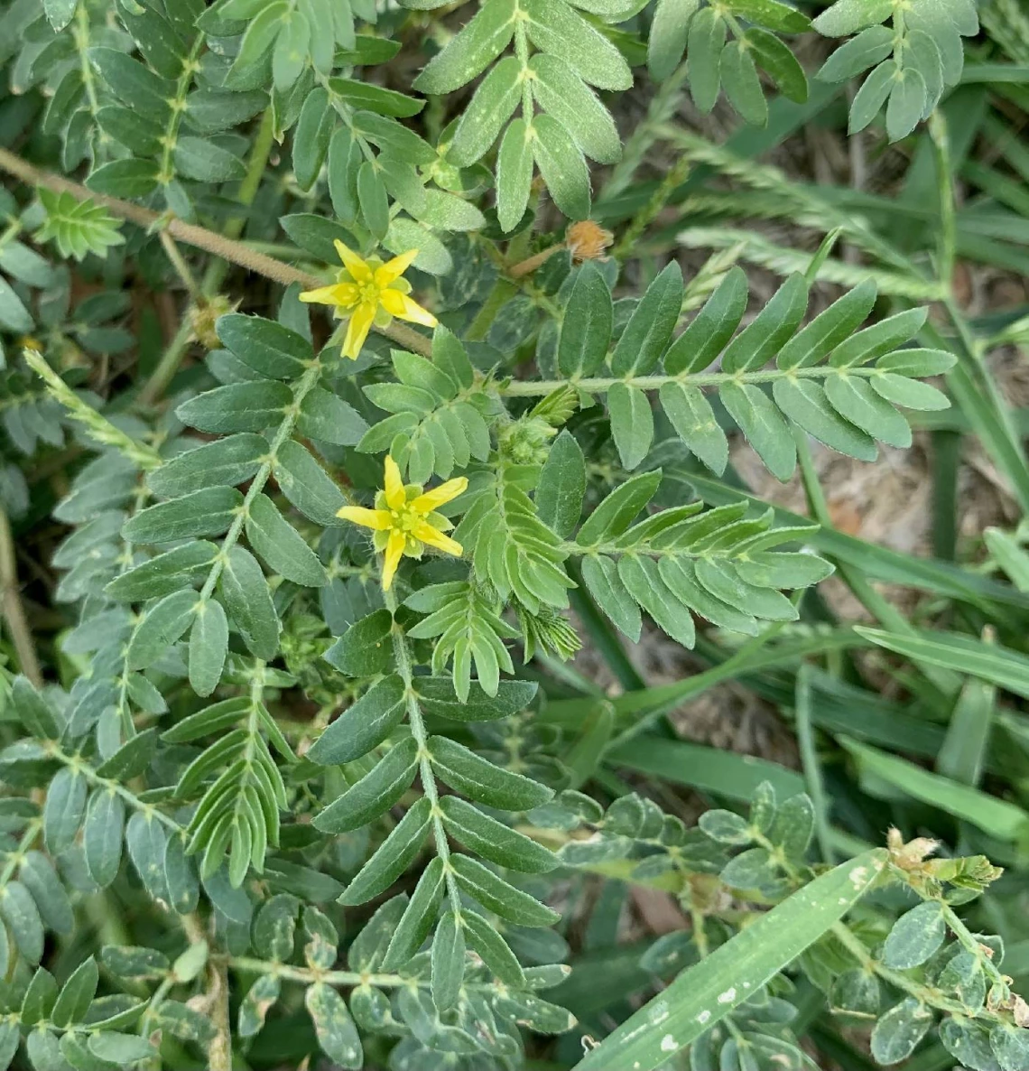 Tribulus terrestris (goathead)