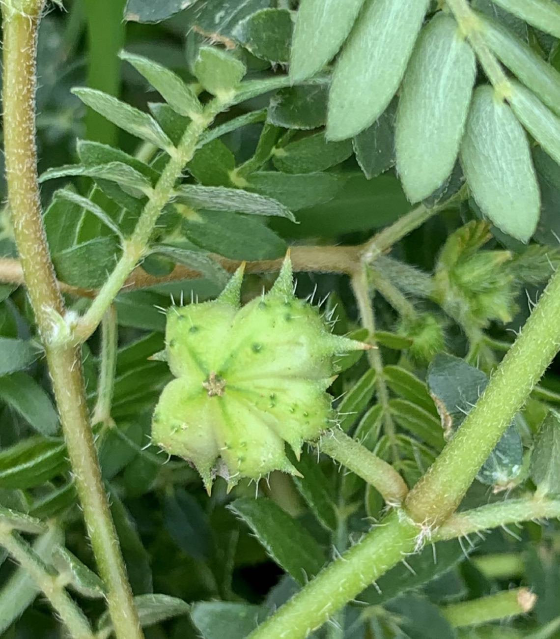 Tribulus terrestris (goathead) burr