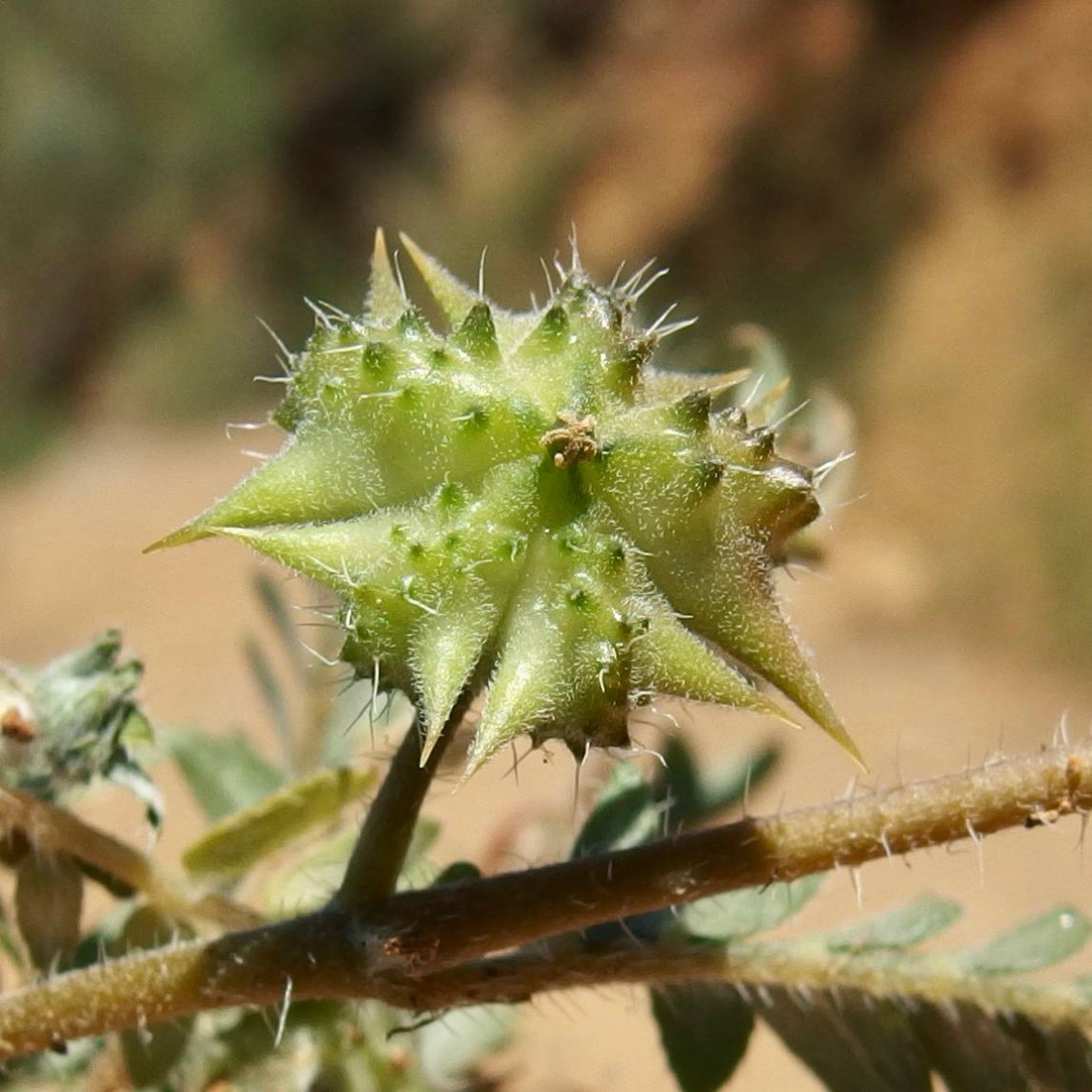 Tribulus terrestris (goathead) burr