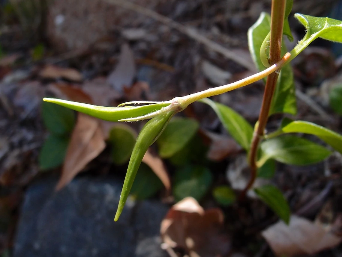 Vinca major