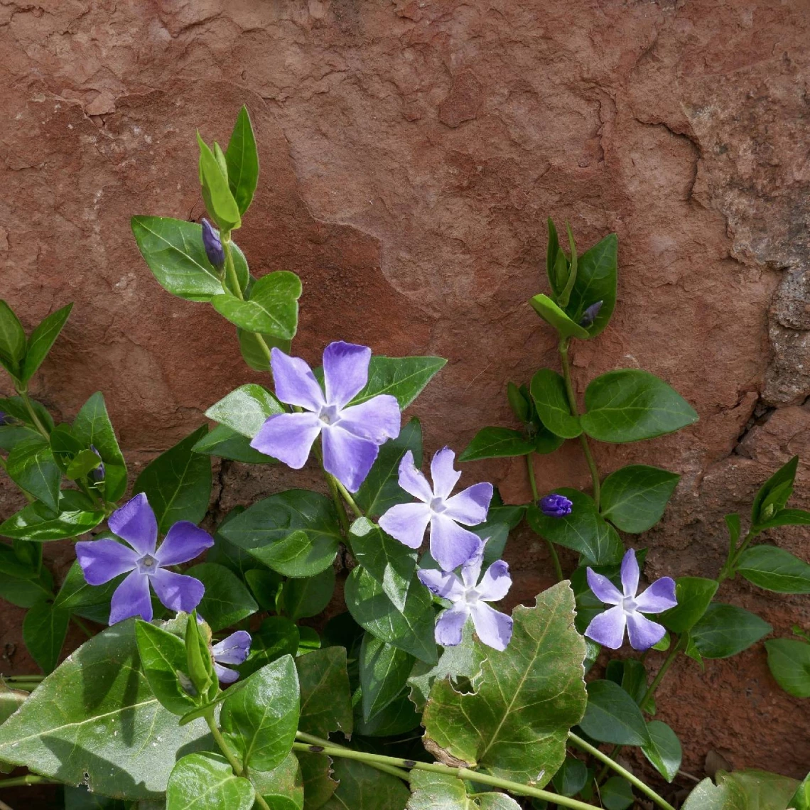 Vinca major flowers and leaves