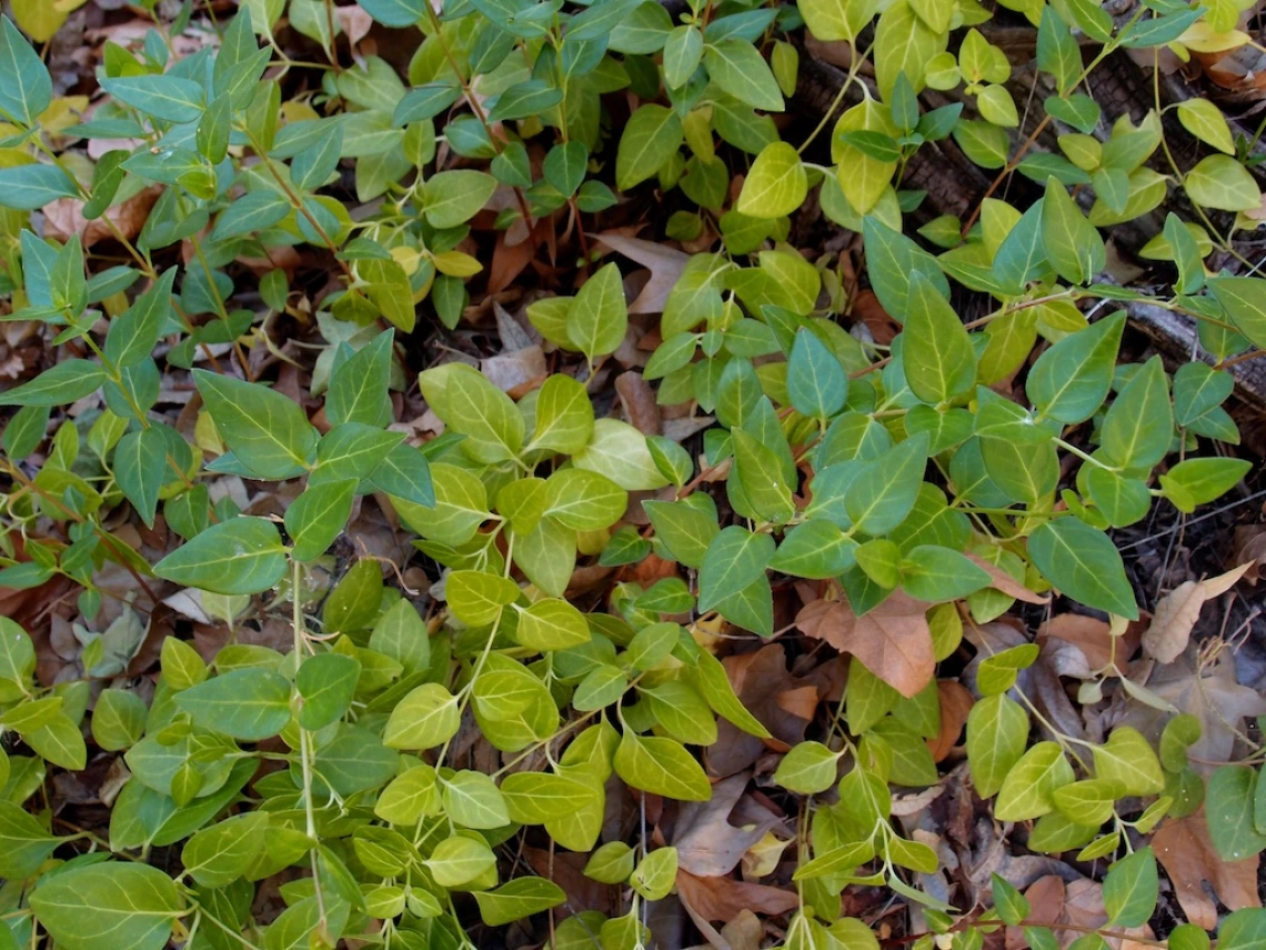 Vinca major