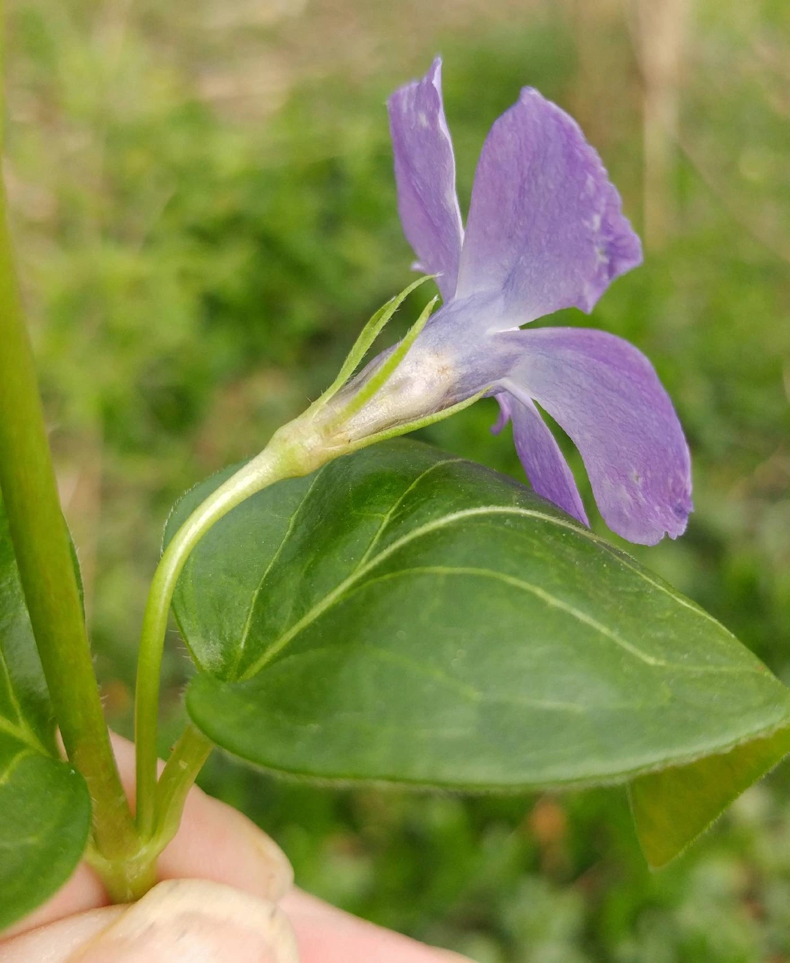 Vinca major flower