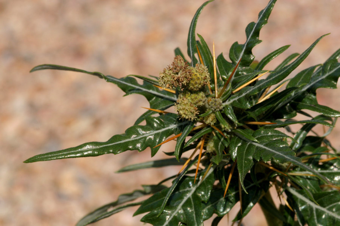 Xanthium spinosum