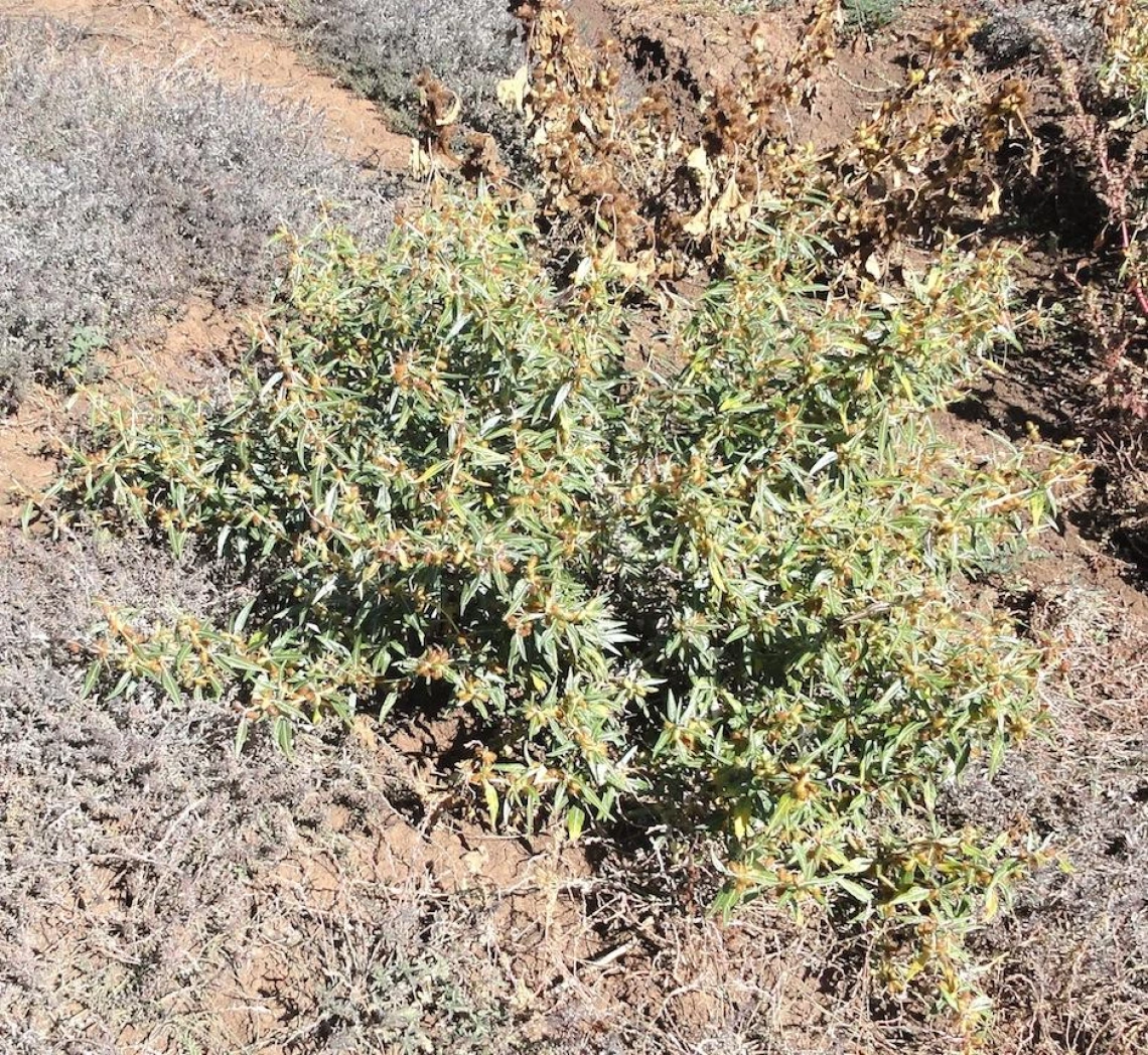 Xanthium spinosum