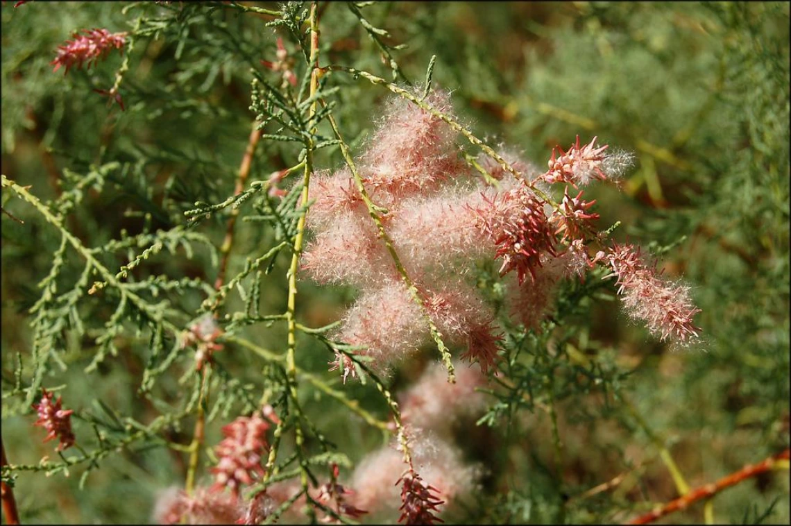 Tamarix chinensis (Tamarisk) flowering