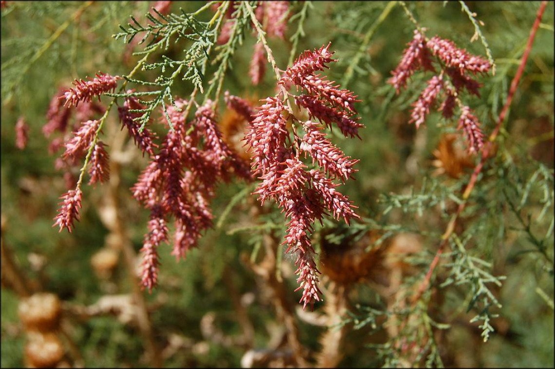 Tamarix chinensis (Tamarisk) flowering