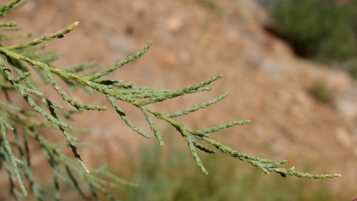 Tamarix chinensis (Tamarisk) branch tip