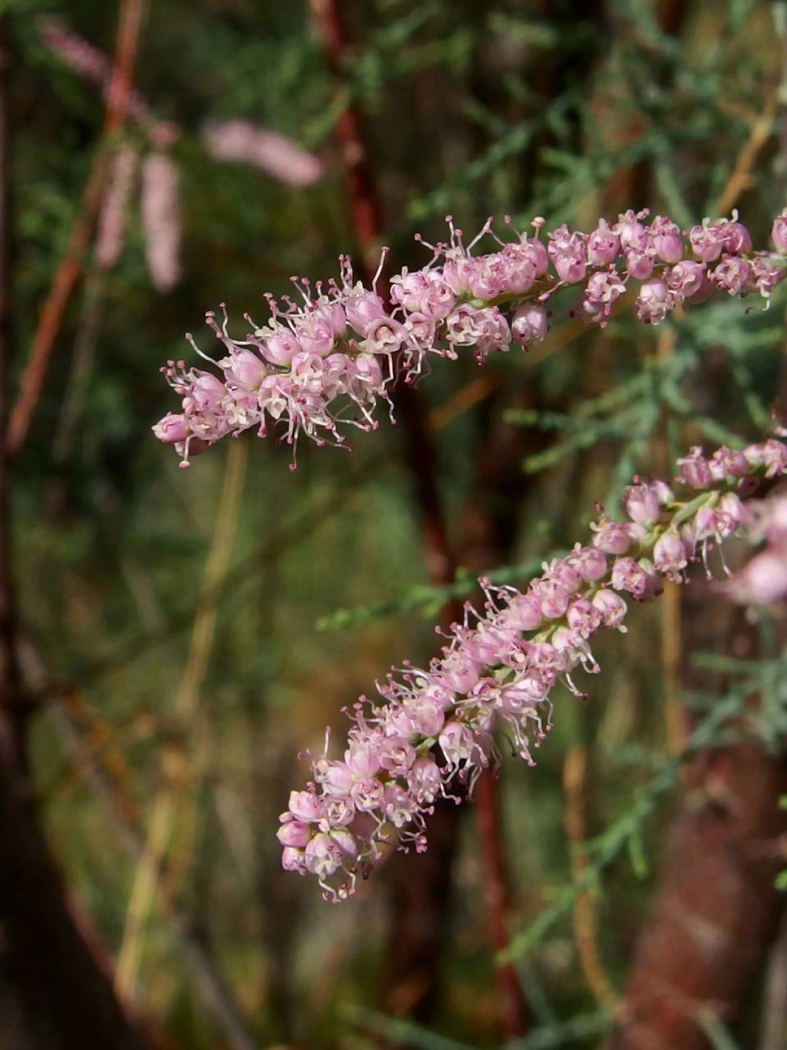 Tamarix chinensis (Tamarisk) flowers