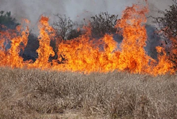 cheatgrass fire