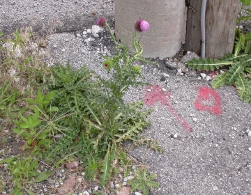 musk thistle