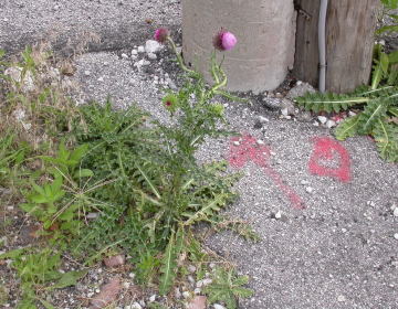 musk thistle