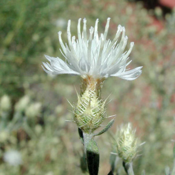 Spiny bracts on diffuse knapweed