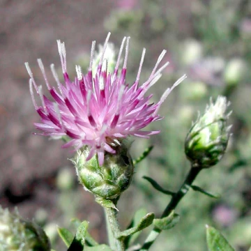 Russian knapweed flower heads