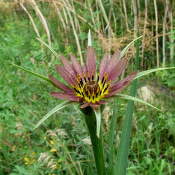 Remarkable goatsbeard flower head