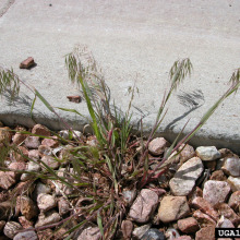 cheatgrass