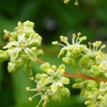 tree of heaven flowers