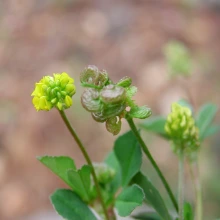 Flower and fruit clusters