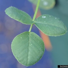 Black medic leaf