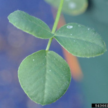 Black medic leaf