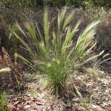 Bottlebrush squirreltail habit