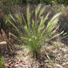 Bottlebrush squirreltail habit