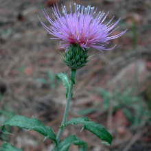 Wheeler thistle