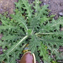 Bull thistle basal rosette