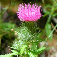 Bull thistle flower head