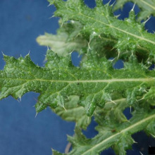 Bull thistle leaves