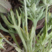 Stems and foliage