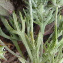 Stems and foliage