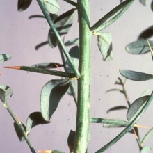 Camelthorn leaves and thorns