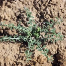 Camelthorn basal rosette