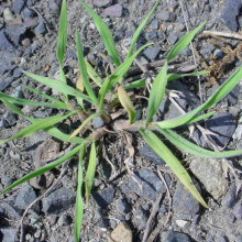 Immature cheatgrass