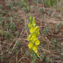 Dalmatian toadflax flowers