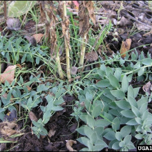 Dalmatian toadflax leaves